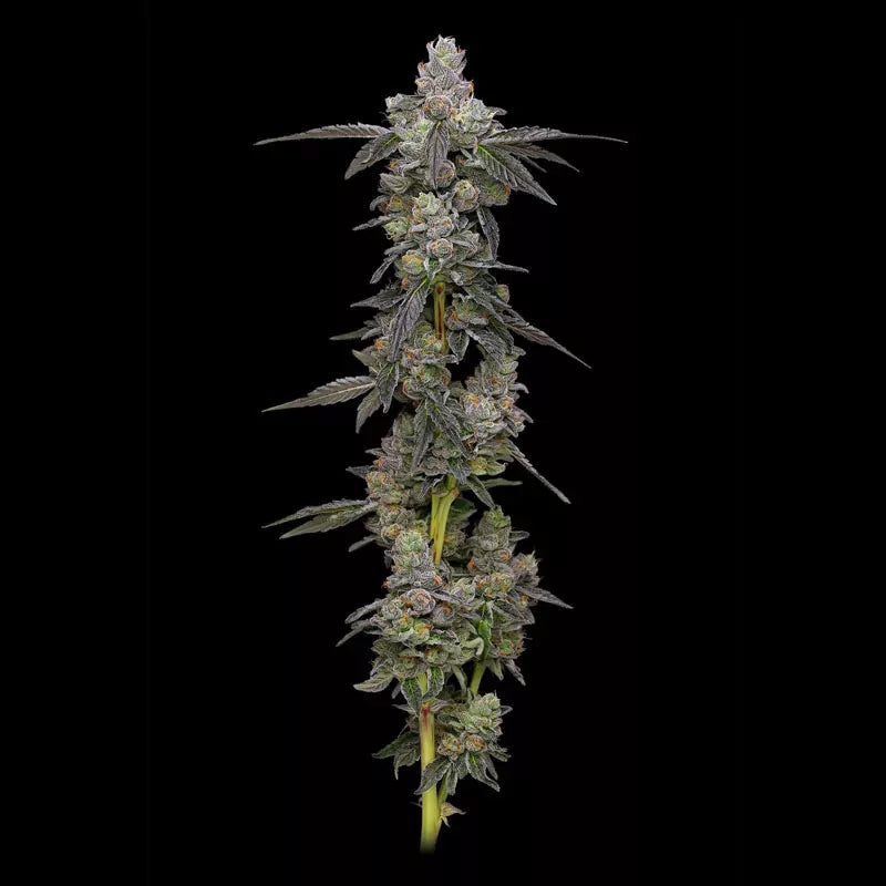Canna Clones | Best Genetic Clone | Canna Clones