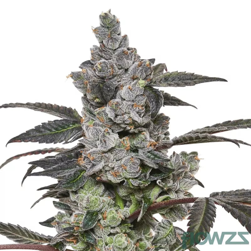 Canna Clones | Best Genetic Clone | Canna Clones