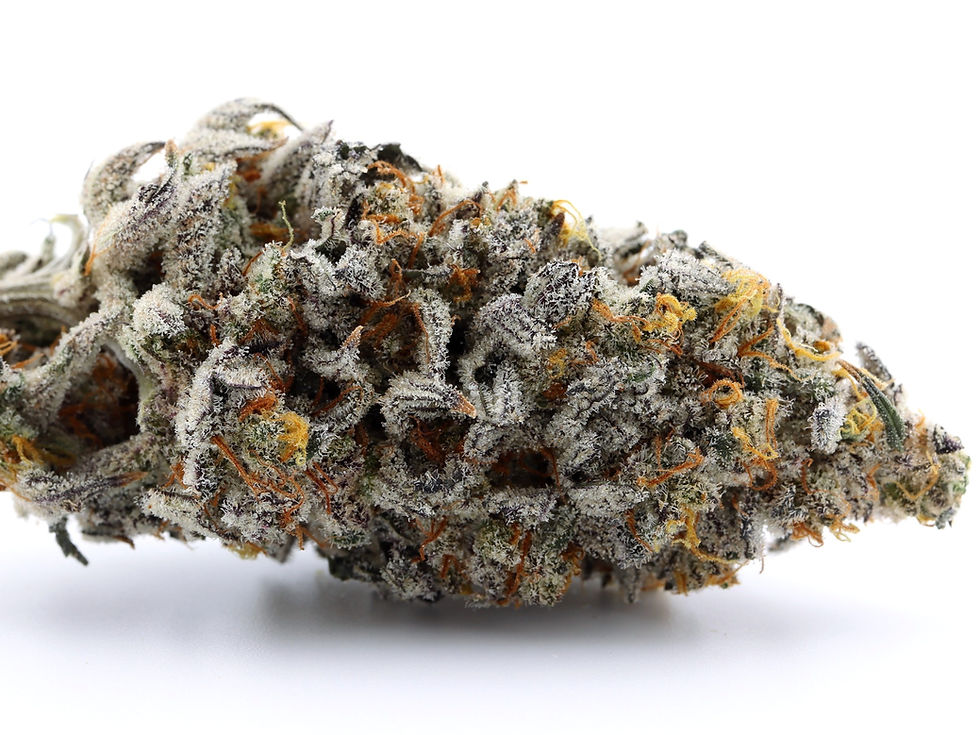 Atomic Jelly Clone | Atomic Jelly Plant | Canna Clones