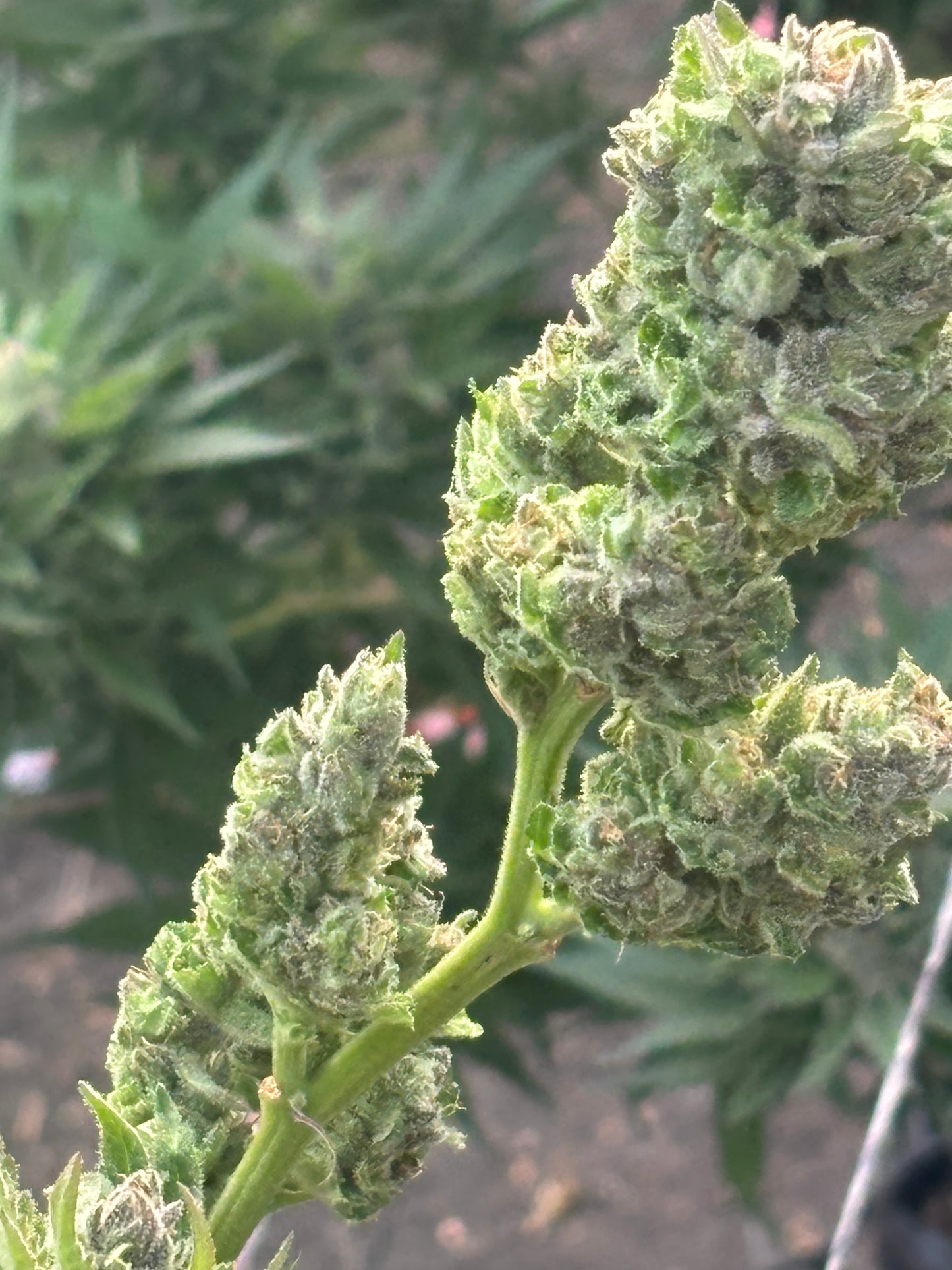 Power Flower Clone | Sativa Cannabis Strain | Canna Clones