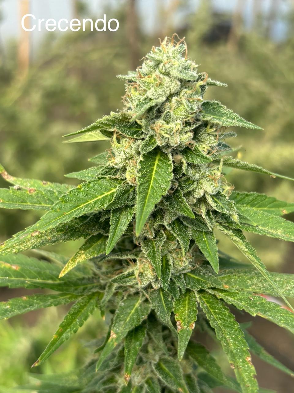 Crescendo Cannabis Clone | Hybrid Weed Clone | Canna Clones