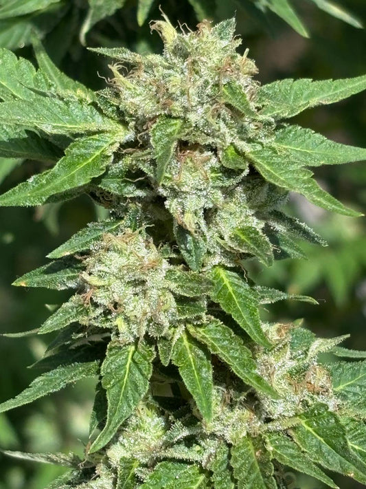 Crescendo Cannabis Clone | Hybrid Weed Clone | Canna Clones
