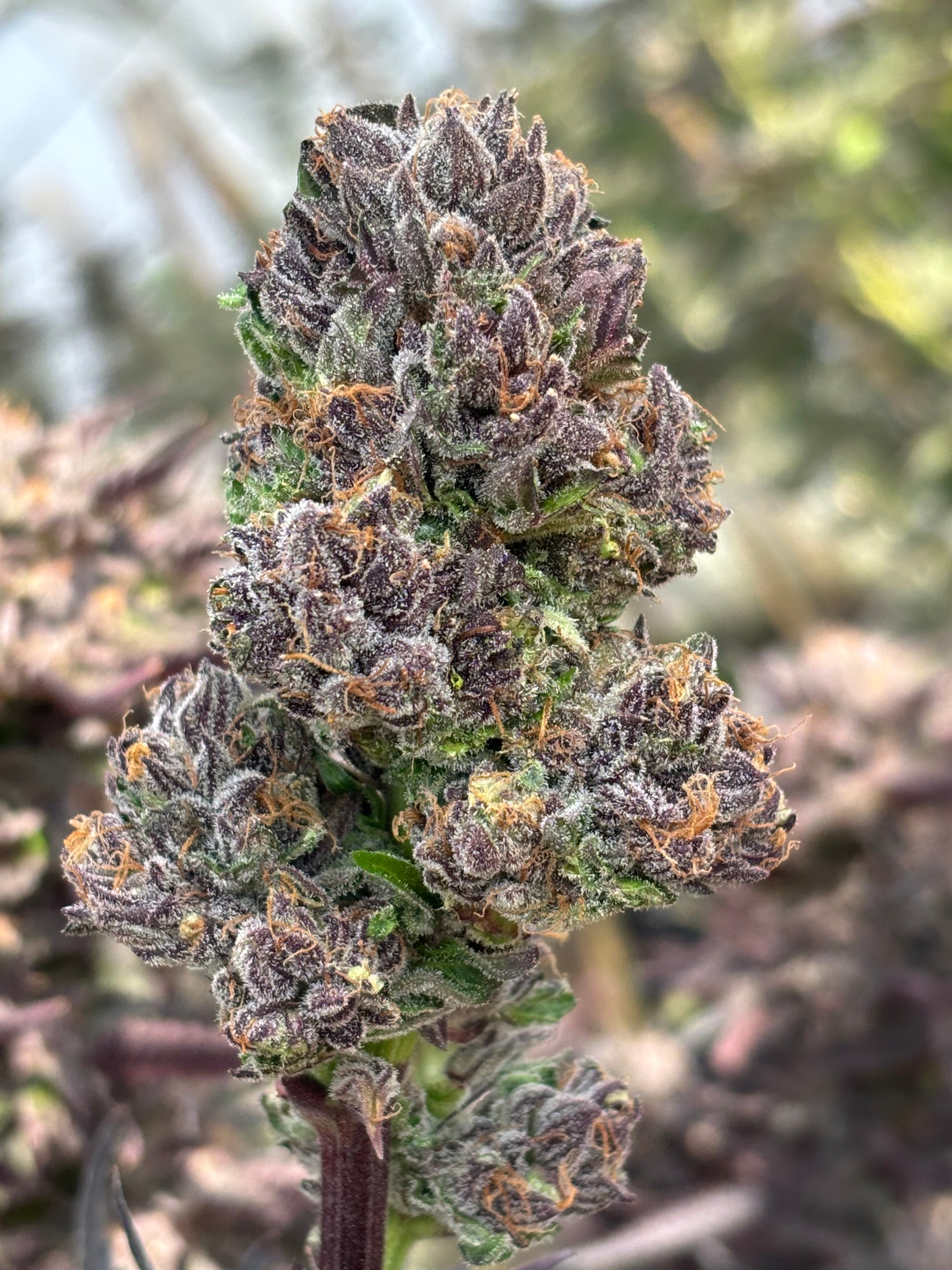 Green Crack Clone | Punch Hybrid Clone | Canna Clones