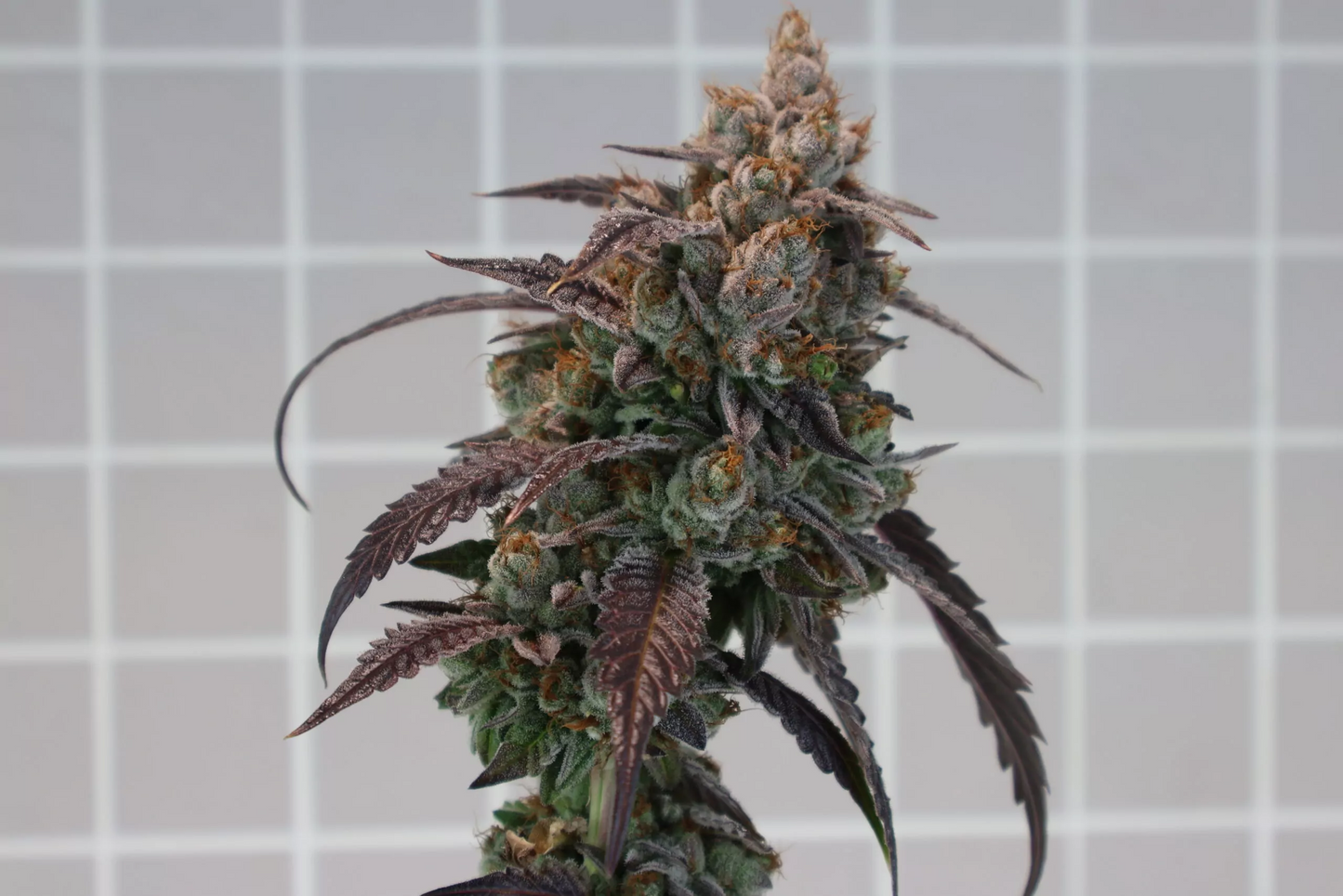Mangonada Rosav Clone | Mangonada Cannabis Clone | Canna Clones