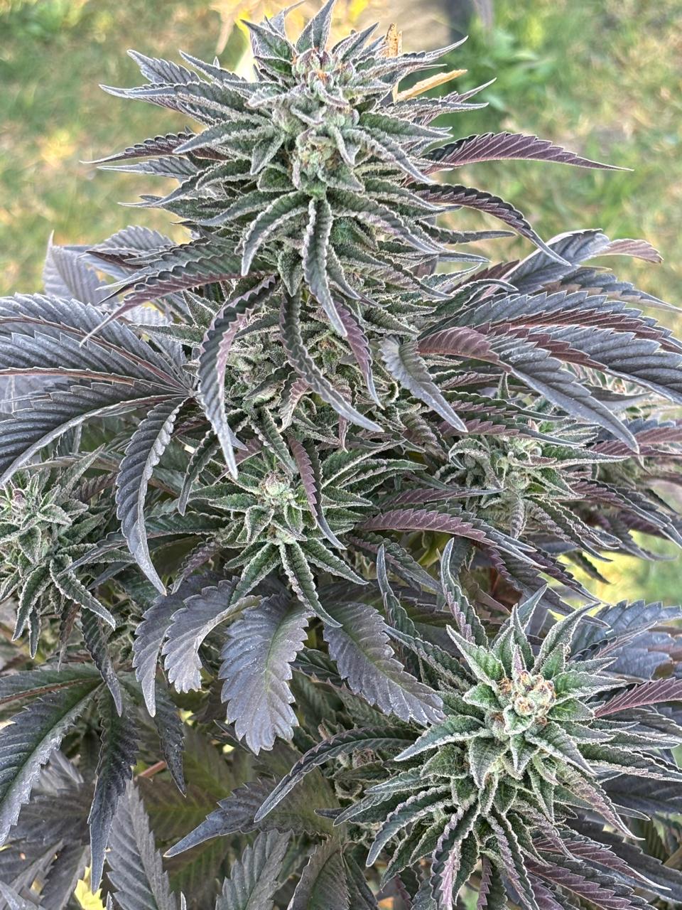 Moonfruit Cannabis Clone | Moonfruit Strain Clone | Canna Clones
