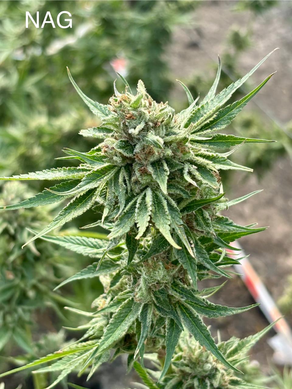 Nag Champa Strain | Nag Champa Clone | Canna Clones