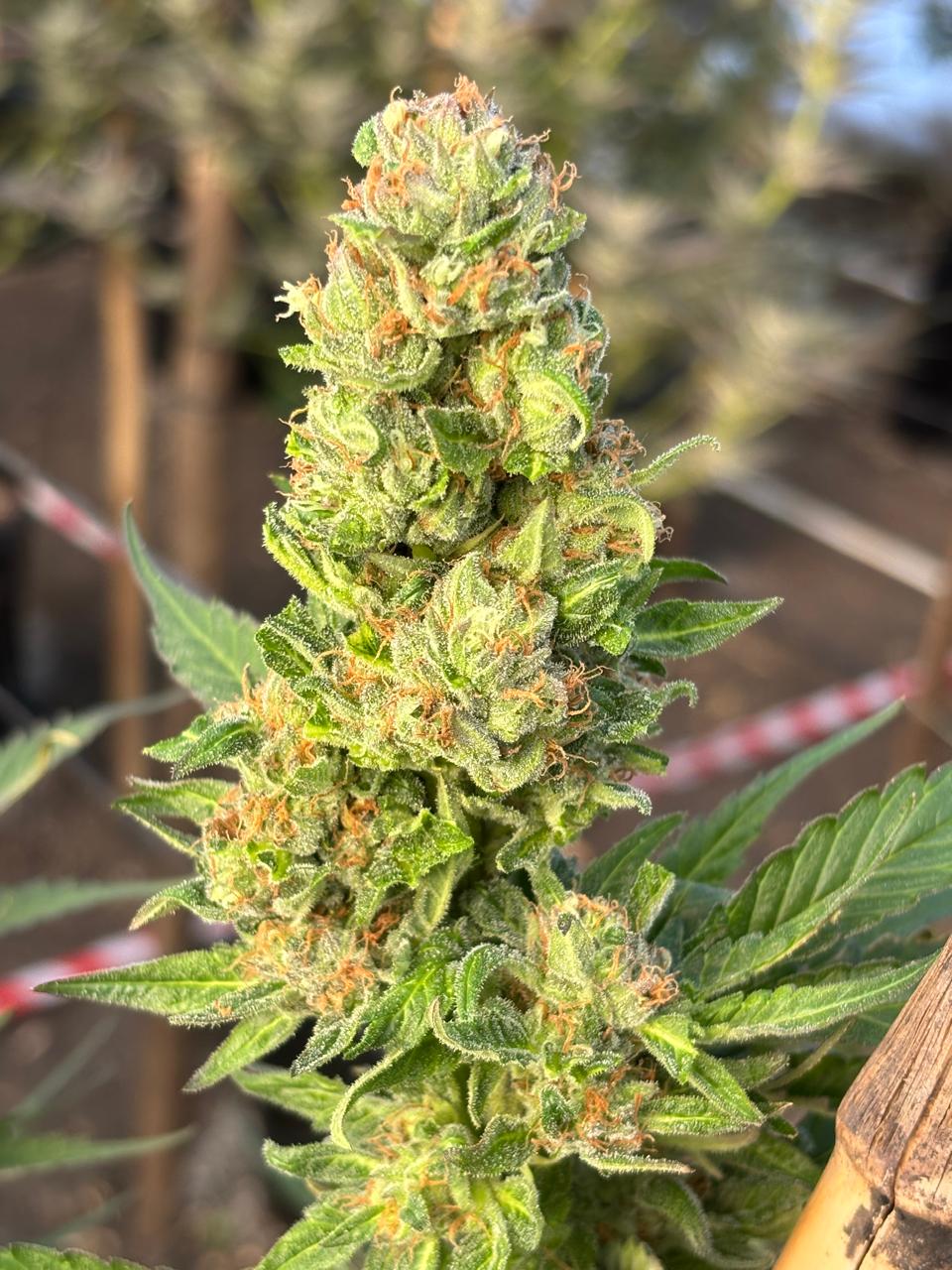 Northern Lights Clone | Fast Flowering Indica Clone | Canna Clones