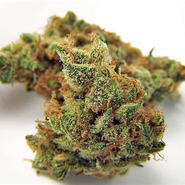 Northern Lights Clone | Fast Flowering Indica Clone | Canna Clones