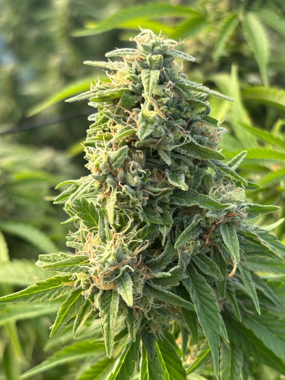 OG Kush Clone | OG Kush Strain | Canna Clones