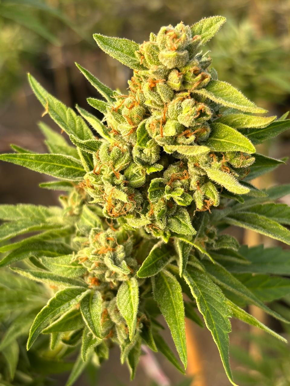 Indica Hybrid Clon | OG Kush Clone | Canna Clones