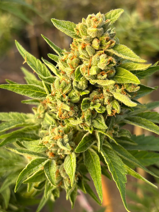 Indica Hybrid Clon | OG Kush Clone | Canna Clones