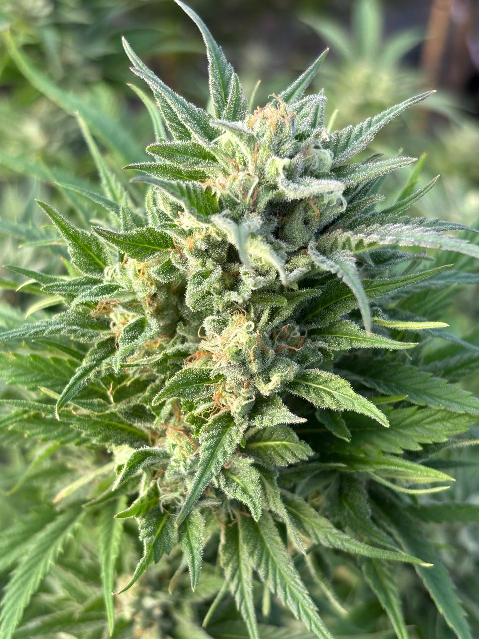 Royal Gorilla Clone | High Potency Cannabis Clone | Canna Clones