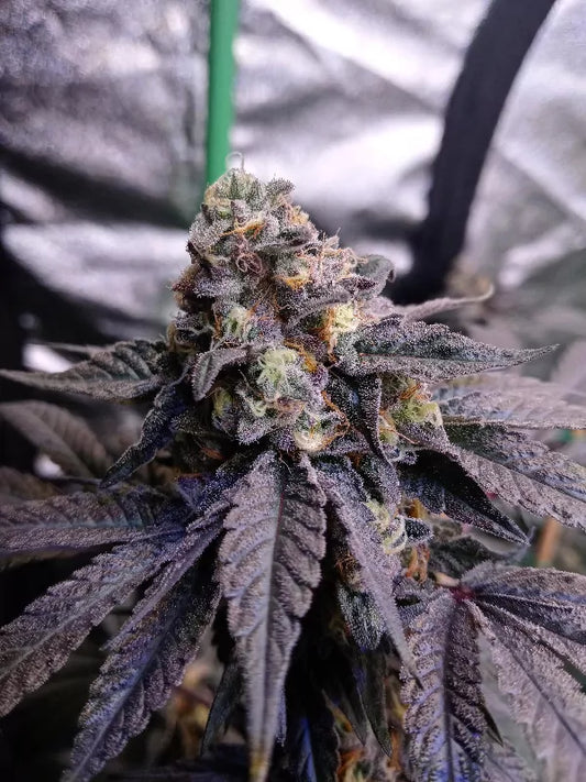 Slurrican Clone Plant | Slurrican Cannabis Clone | Canna Clones