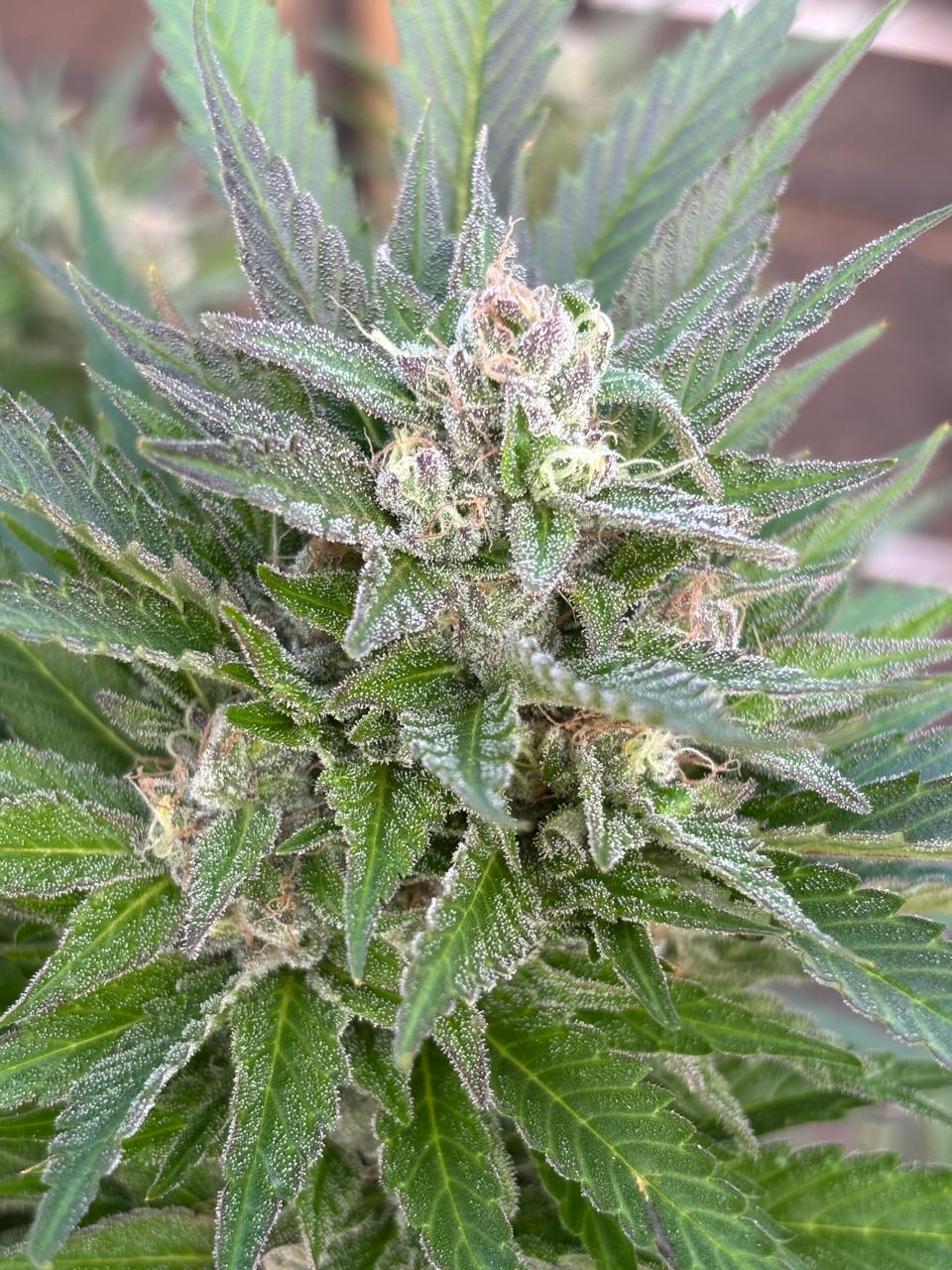 White Widow Clone | Classic Hybrid Cannabis Clone | Canna Clones