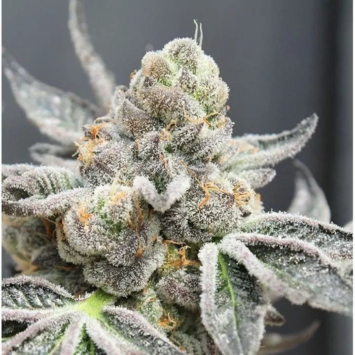 Brake Pad Breath Clone | Brake Pad Breath Genetics | Canna Clones