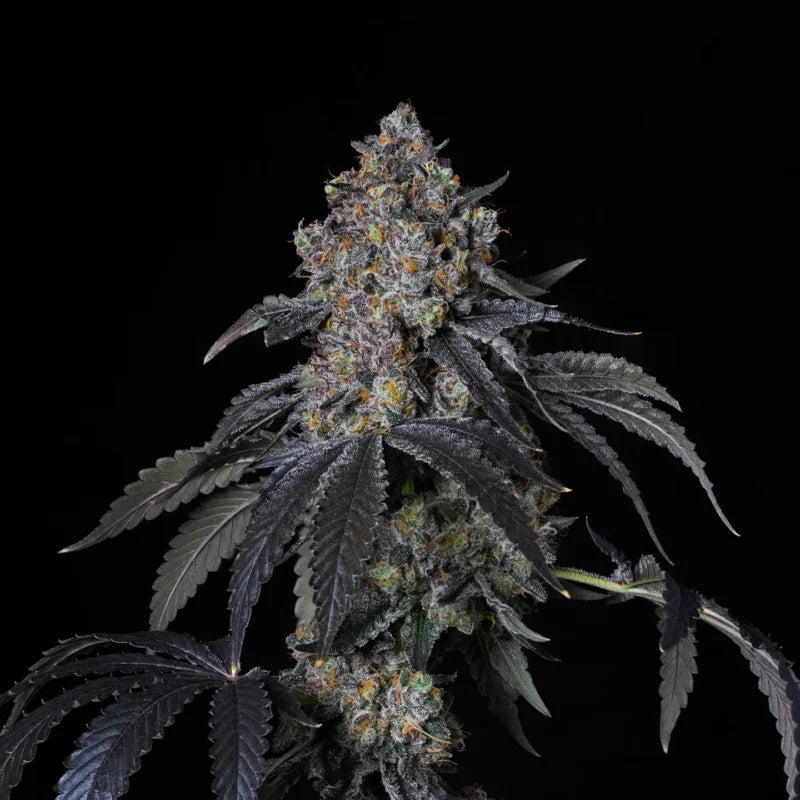 Honeycomb Pave Clone | Premium Genetics Clone | Canna Clones