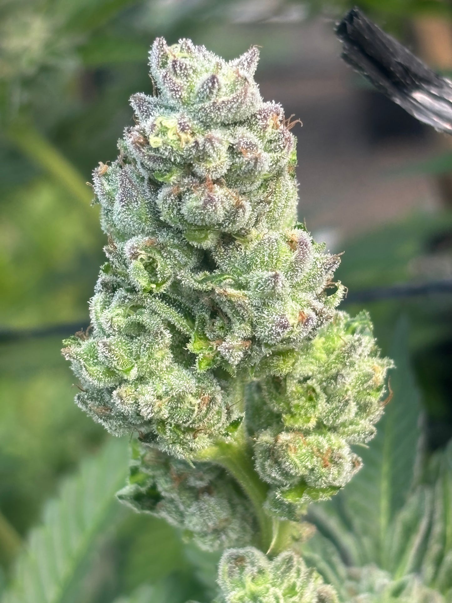 Crescendo Cannabis Clone | Hybrid Weed Clone | Canna Clones