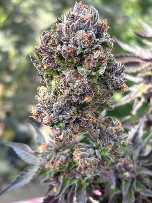 Green Crack Clone | Punch Hybrid Clone | Canna Clones