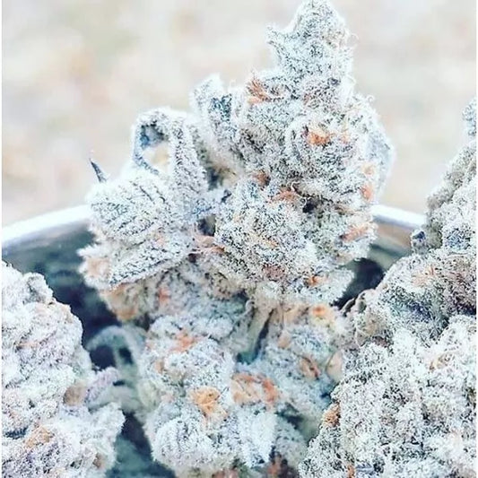 Atomic Jelly Clone | Atomic Jelly Plant | Canna Clones