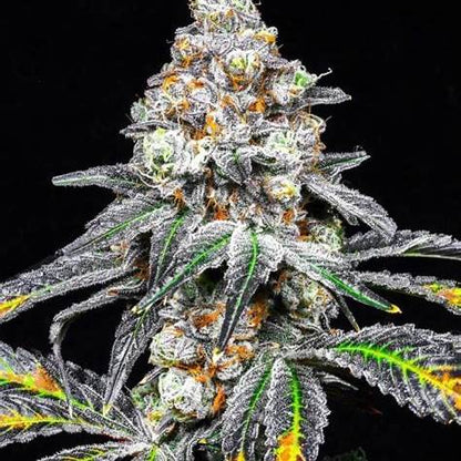 Blood Bath Clone | Hybrid Cannabis Clone | Canna Clones