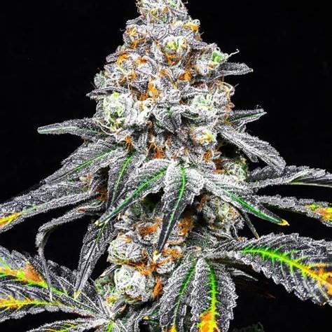 Blood Bath Clone | Hybrid Cannabis Clone | Canna Clones