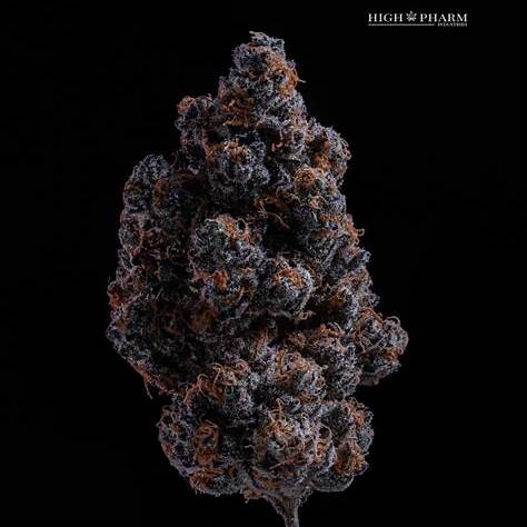 Blood Bath Clone | Hybrid Cannabis Clone | Canna Clones