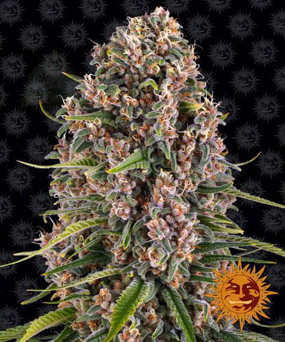 Blue Cheese Clone | Blue Cheese Marijuana Clone | Canna Clones