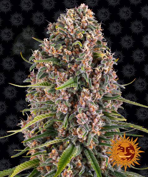 Blue Cheese Clone | Blue Cheese Marijuana Clone | Canna Clones
