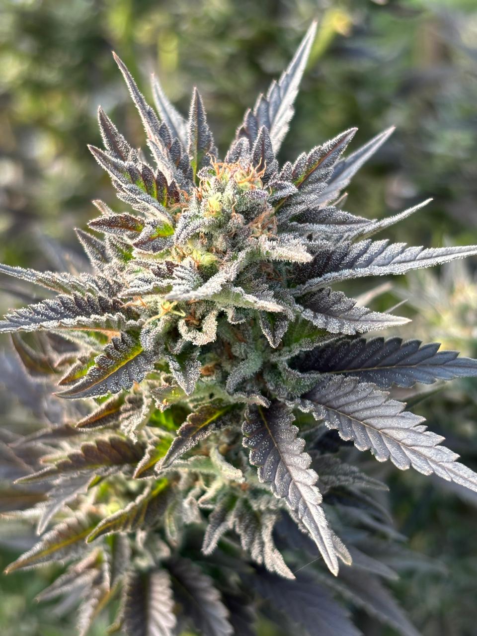 Bubblegum Xl Strain | Bubblegum Cannabis Clone | Canna Clones