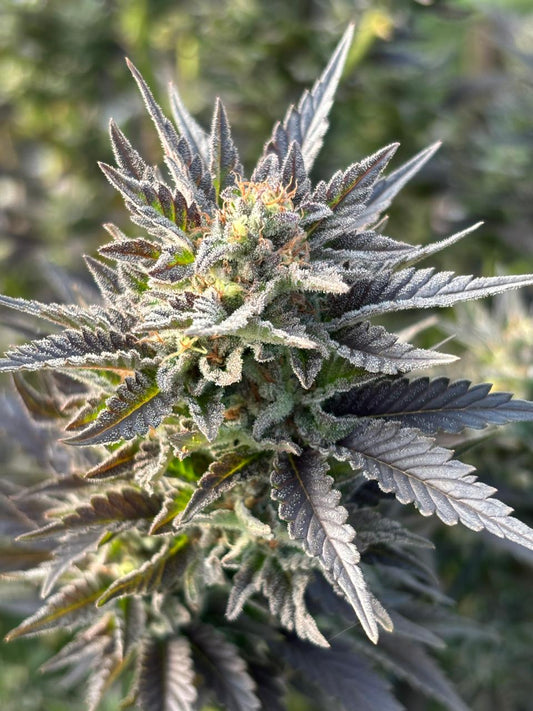 Bubblegum Xl Strain | Bubblegum Cannabis Clone | Canna Clones