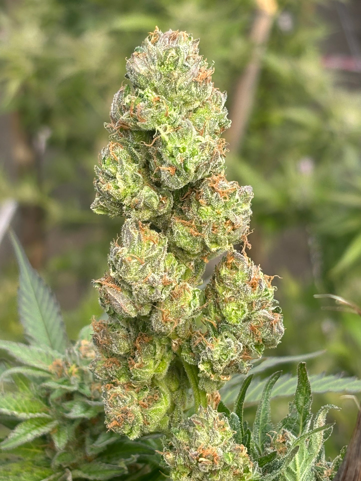 Northern Lights Clone | Fast Flowering Indica Clone | Canna Clones