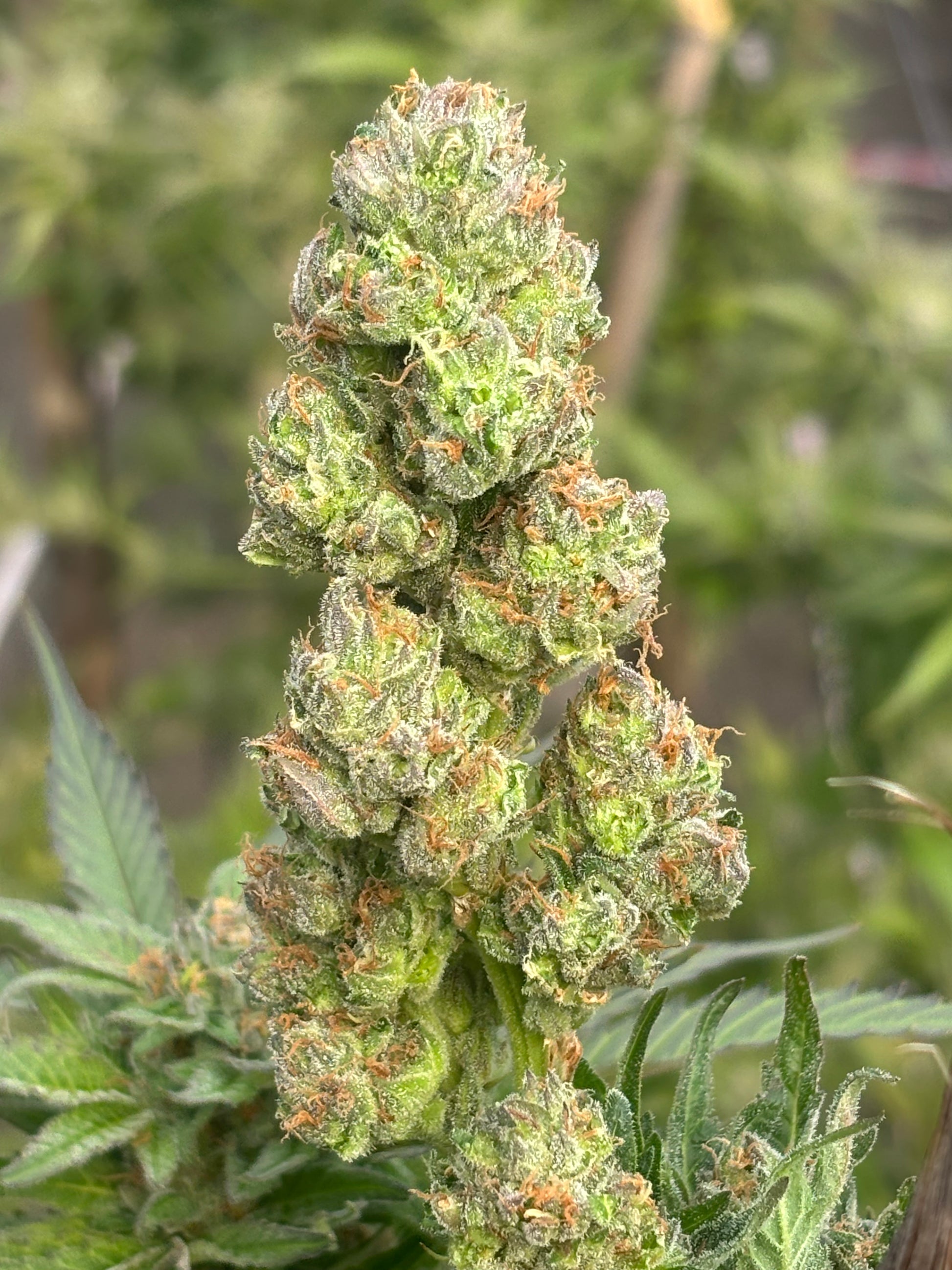 Northern Lights Clone | Fast Flowering Indica Clone | Canna Clones