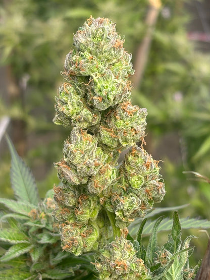 Northern Lights Clone | Fast Flowering Indica Clone | Canna Clones