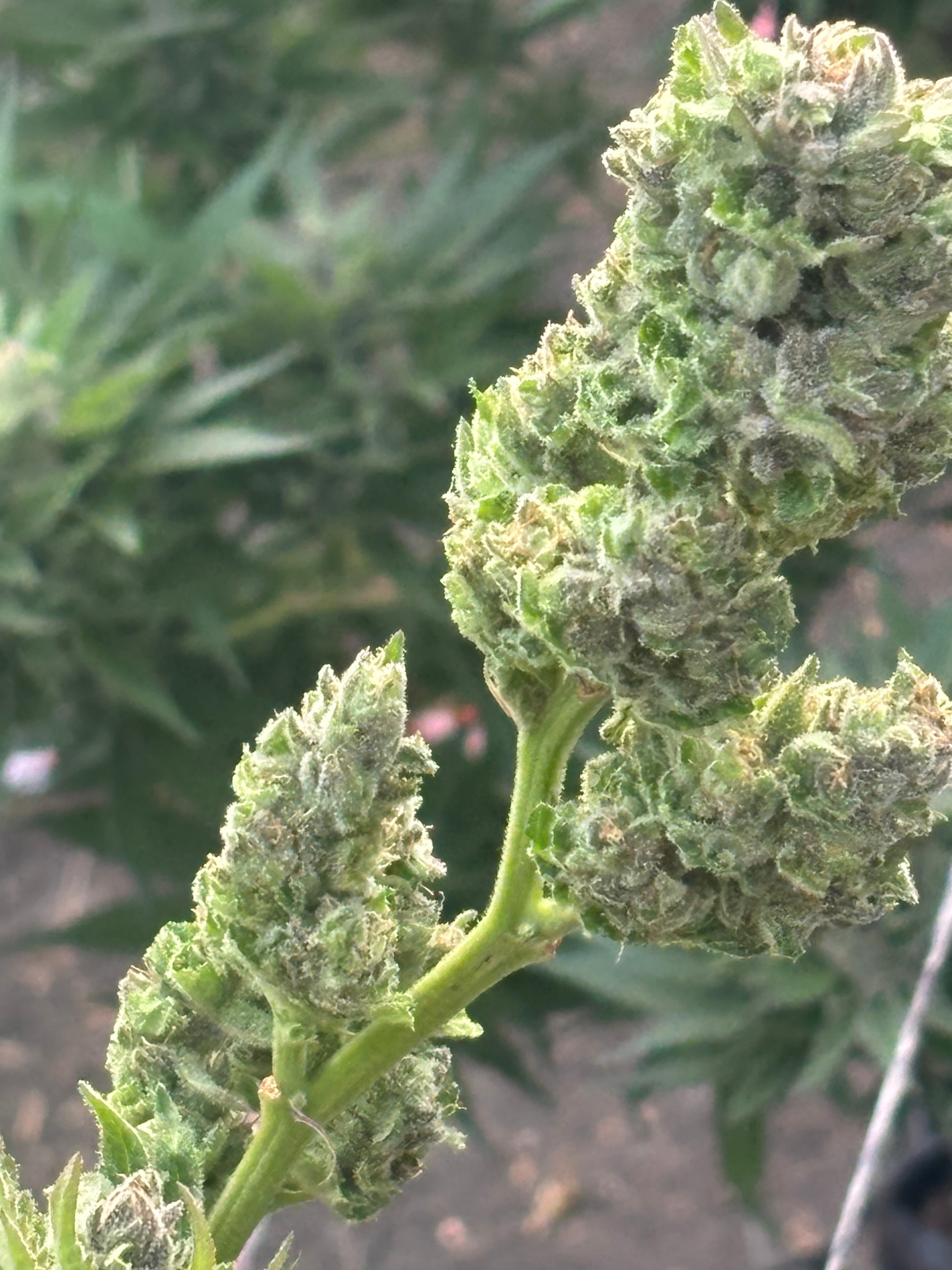 Power Flower Clone | Sativa Cannabis Strain | Canna Clones 