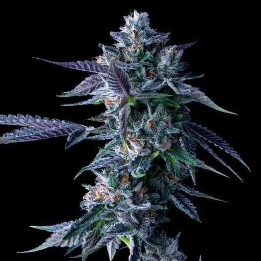 Chocolope Cannabis Clone | High Yield Sativa Clone | Canna Clones