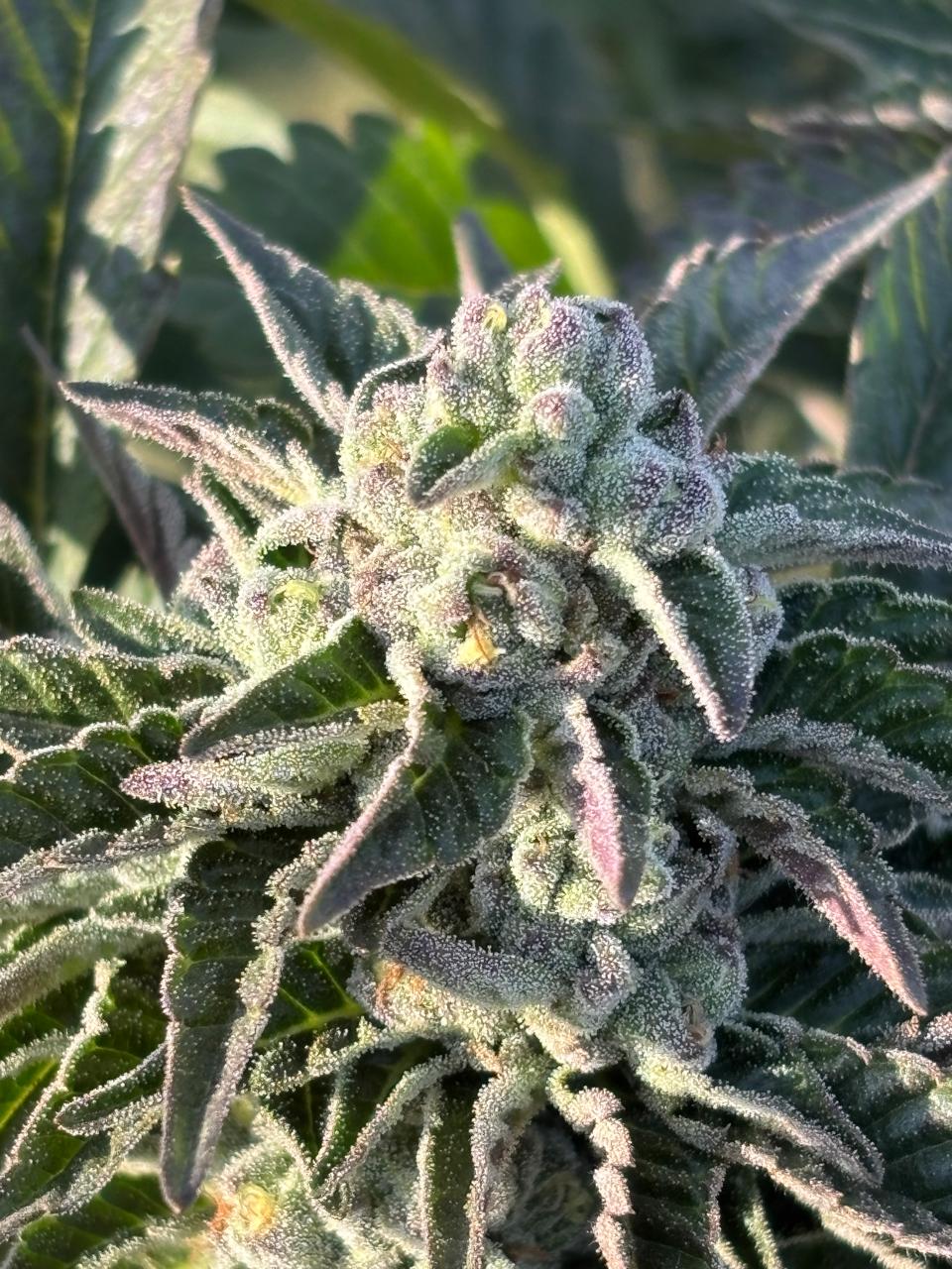 Crescendo Cannabis Clone | Hybrid Weed Clone | Canna Clones