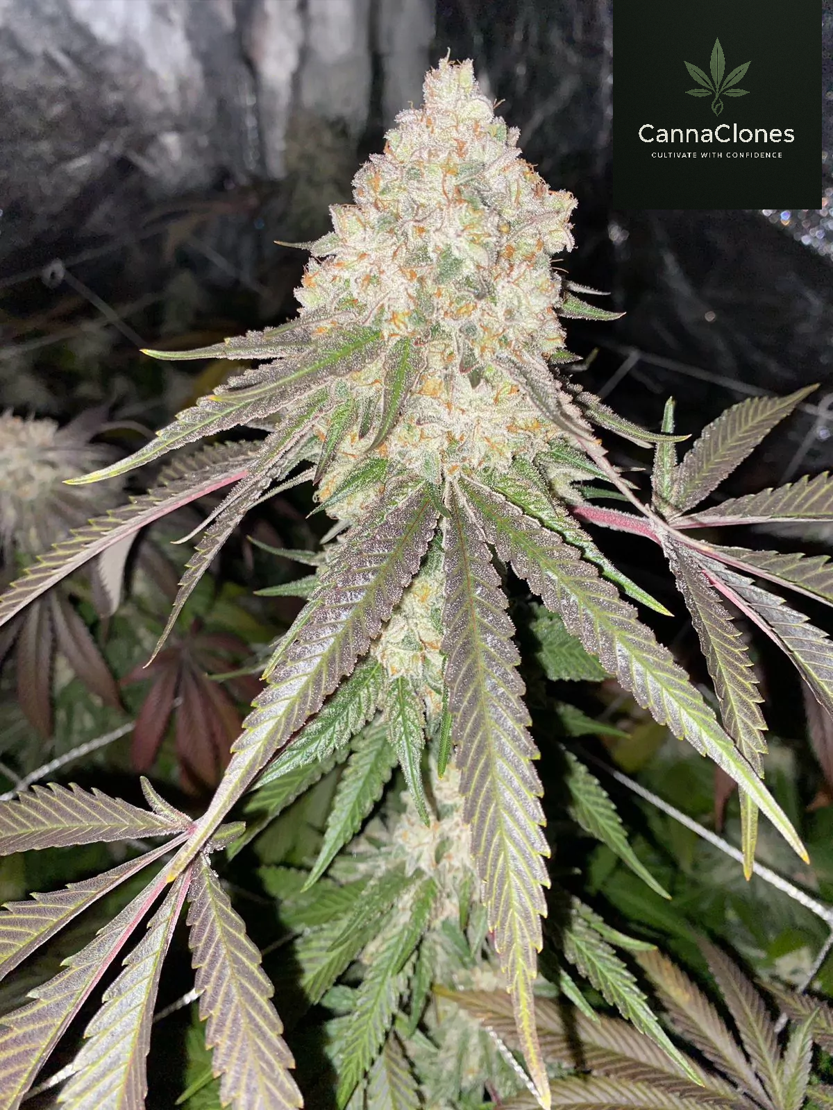 Fanta Sea Clone | RBX Cannabis Clone | Canna Clones