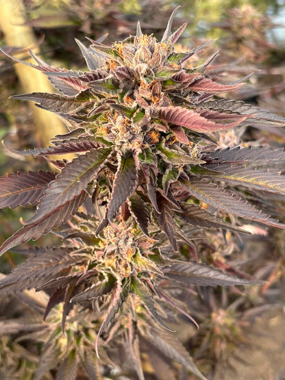 Green Crack Clone | Punch Hybrid Clone | Canna Clones