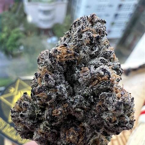 Honeycomb Pave Clone | Premium Genetics Clone | Canna Clones