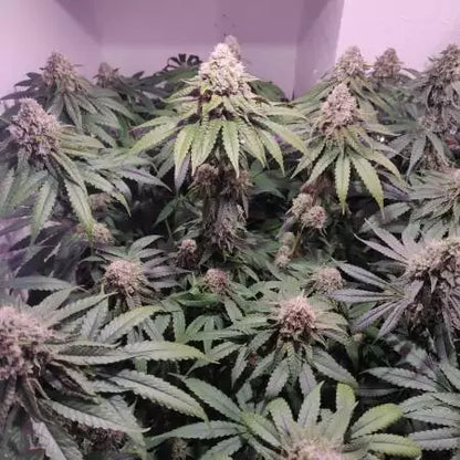 Mandarin Zkittlez Clone | Exotic Cannabis Clone | Canna Clones