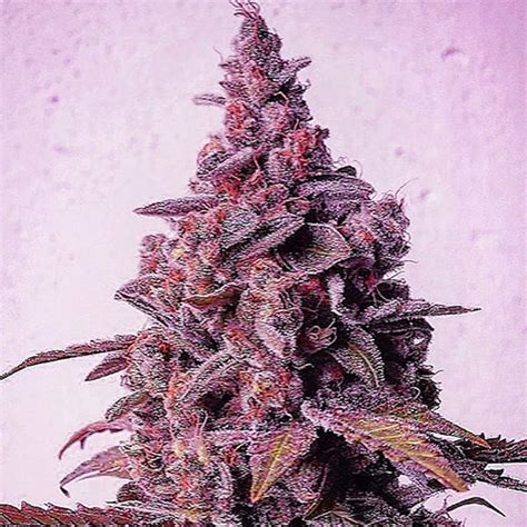 Mandarin Zkittlez Clone | Exotic Cannabis Clone | Canna Clones