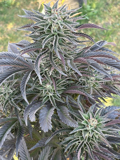 Moonfruit Cannabis Clone | Moonfruit Strain Clone | Canna Clones