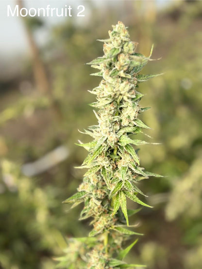 Moonfruit Cannabis Clone | Moonfruit Strain Clone | Canna Clones