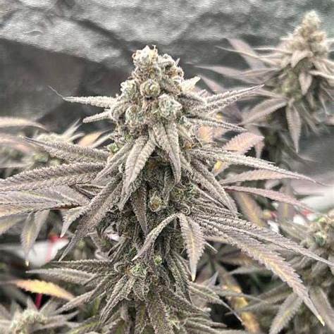 Banana Sorbet Clone | Nana Sorbet Clone | Canna Clones