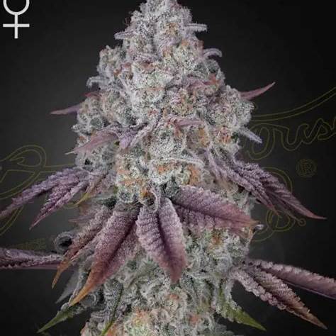 Persian Pie Cannabis Clone | Persian Pie Clone | Canna Clones