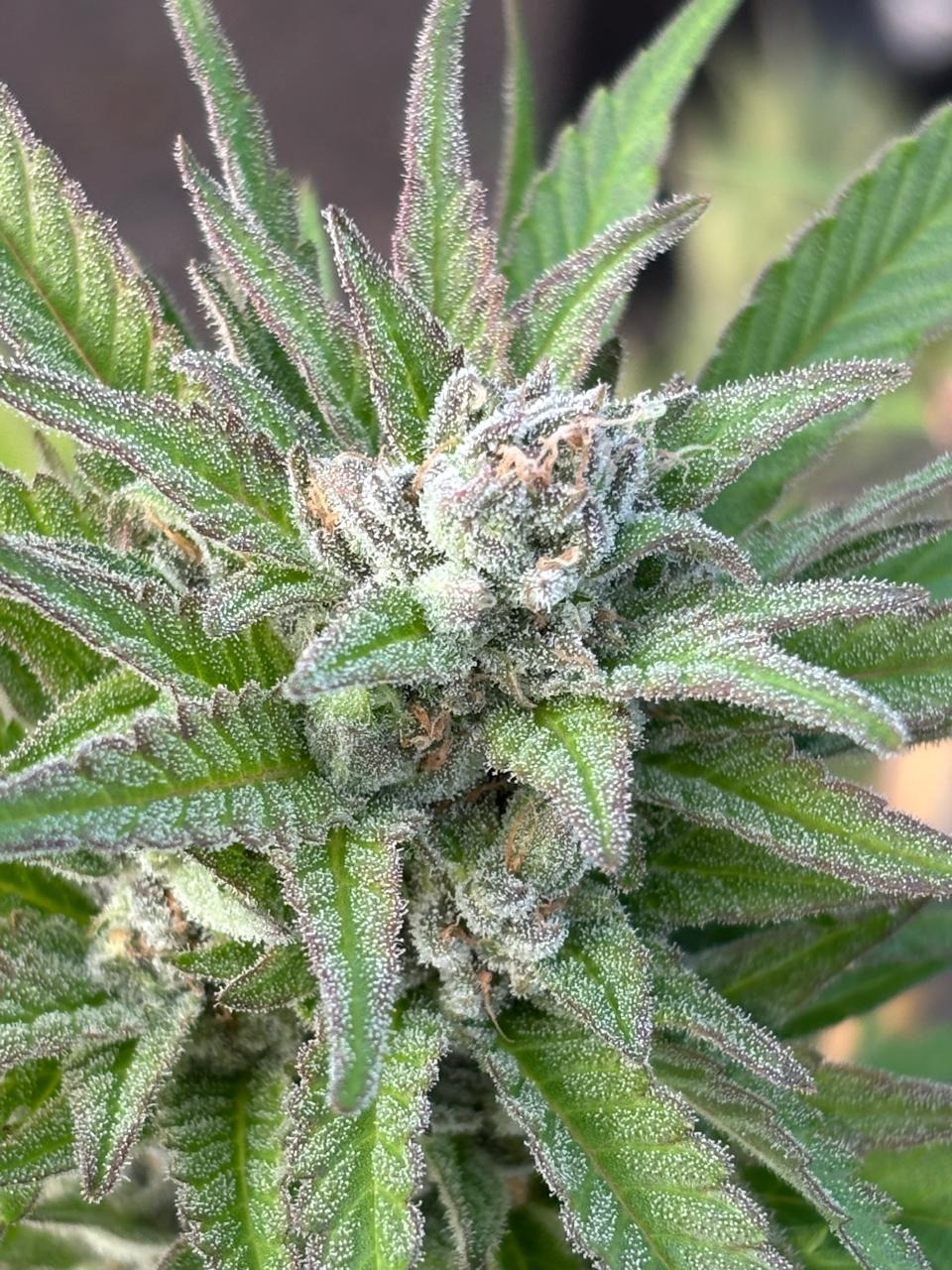 Power Flower Clone | Sativa Cannabis Strain | Canna Clones 