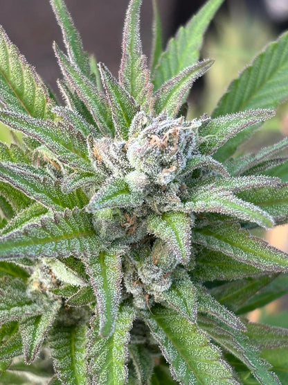 Power Flower Clone | Sativa Cannabis Strain | Canna Clones 