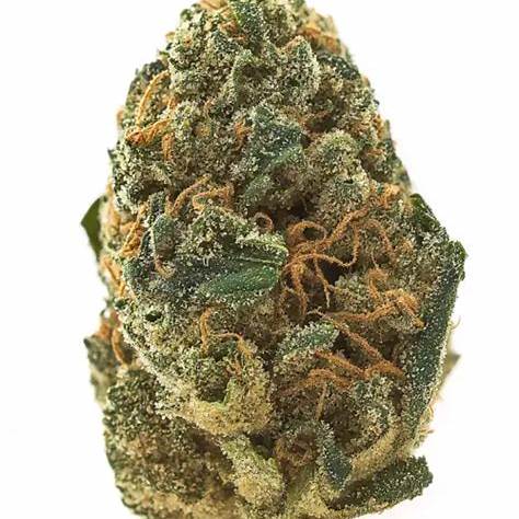 Power Flower Clone | Sativa Cannabis Strain | Canna Clones 