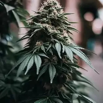 Tarte Tatin Clone | Tarte Tatin Genetics | Canna Clones