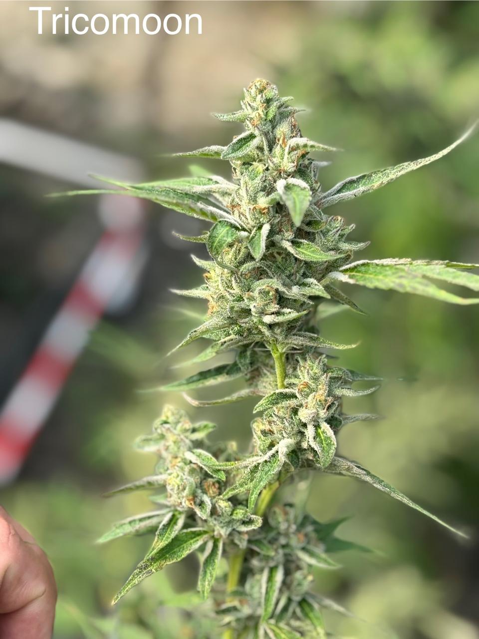Tricomoon Cannabis Clone | Exotic Hybrid Strain | Canna Clones